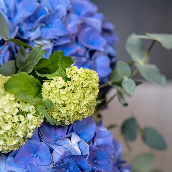 Détails brassée d'hortensias bleus crépuscule