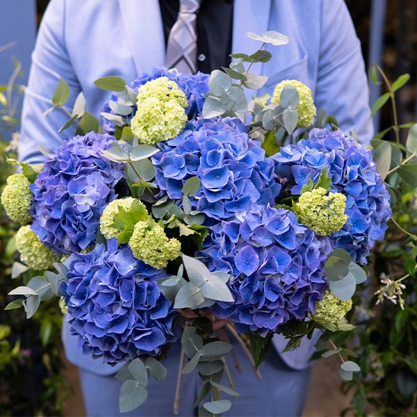 Brassée d'hortensias bleus crépuscule en extérieur