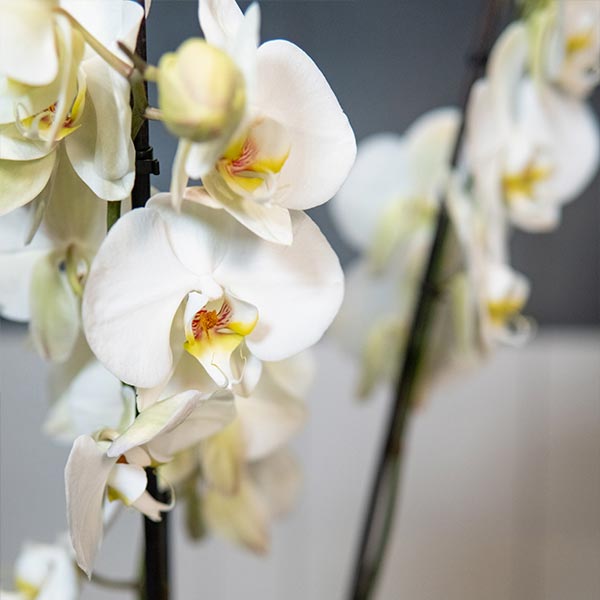 Détails orchidées blanches en pot