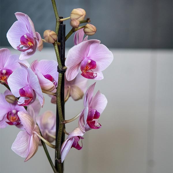 Détails orchidées roses en pot