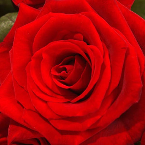 Rose rouge Red Naomi