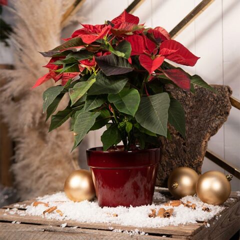 Poinsettia en pot
