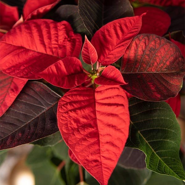 Détails poinsettia en pot