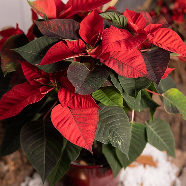 Détails poinsettia en pot