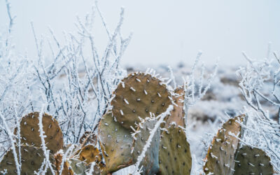 PROTÉGER SES PLANTES DU FROID