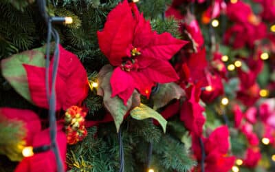 POUR NOËL, MON BEAU SAPIN EN FLEURS !