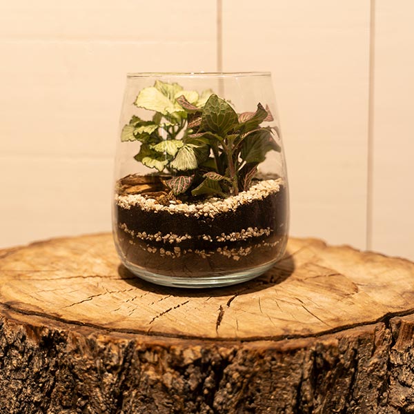 Petit terrarium végétal