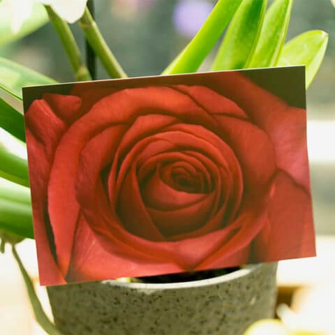 Carte avec une rose rouge en photo